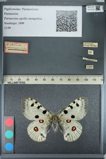 Media type: image;   Entomology 175102